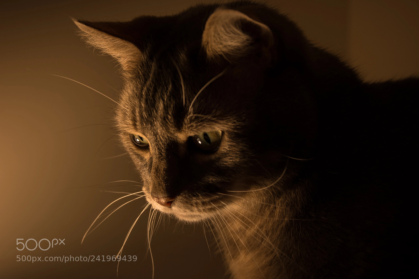 Nikon D7100 sample photo. Cat in the light photography