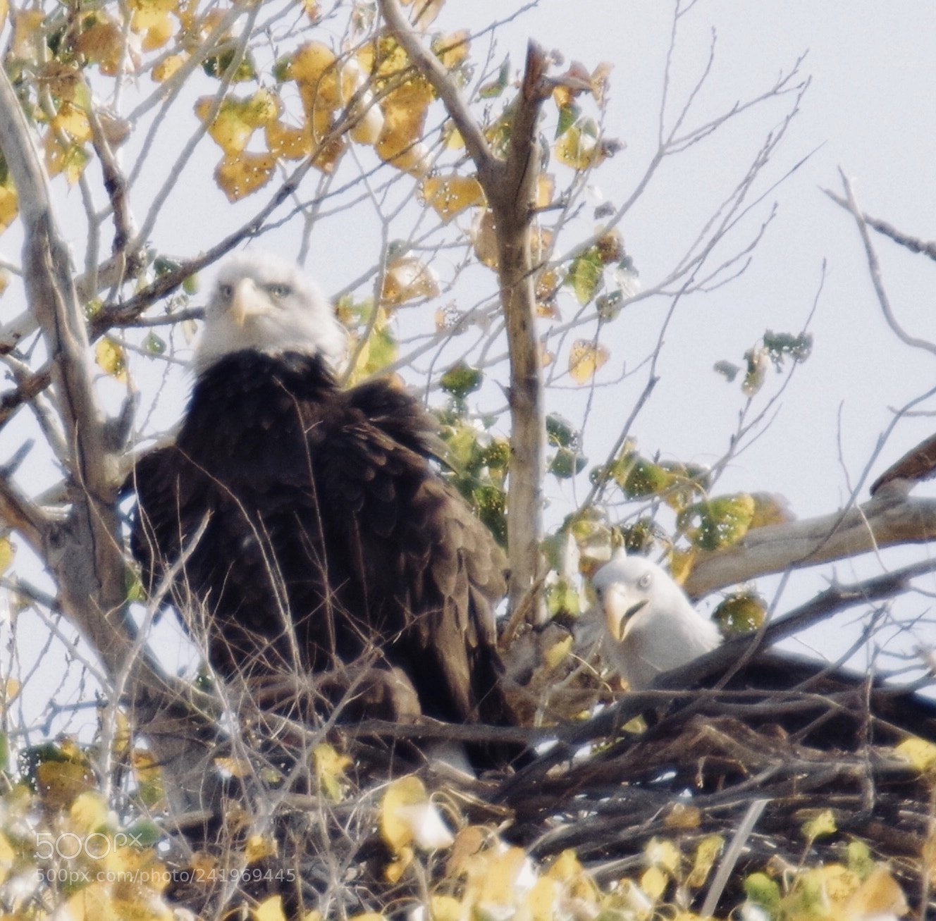 Pentax K-1 sample photo. Nesting eagles photography