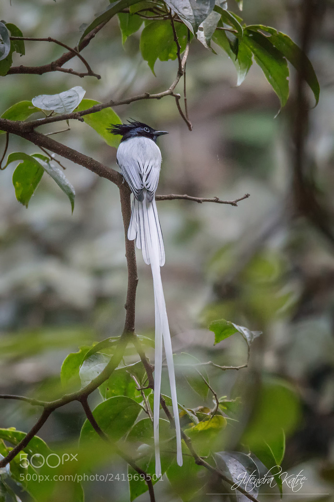 Canon EOS 5DS sample photo. A bird from paradise photography