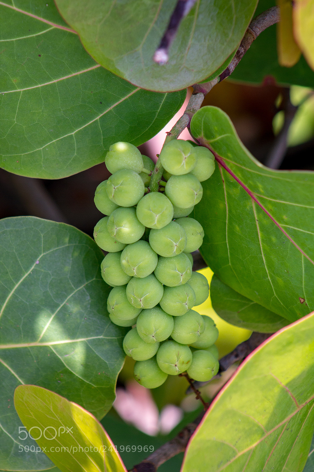 Canon EOS 550D (EOS Rebel T2i / EOS Kiss X4) sample photo. Green grapes photography