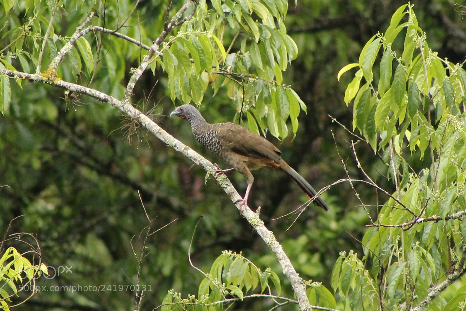 Canon EOS 1100D (EOS Rebel T3 / EOS Kiss X50) sample photo. Aves valle del cauca photography