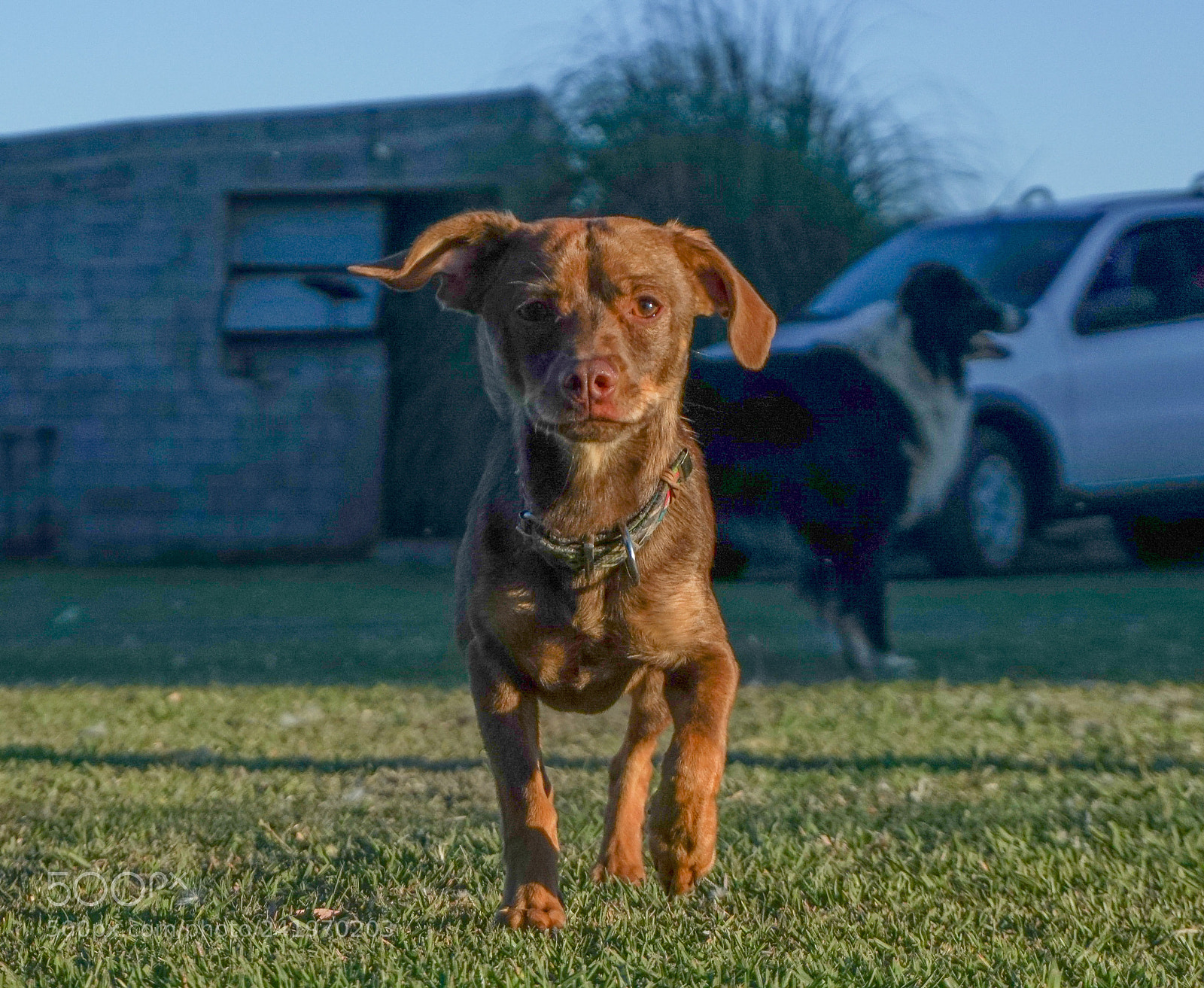 Sony a6300 sample photo. Perrito photography