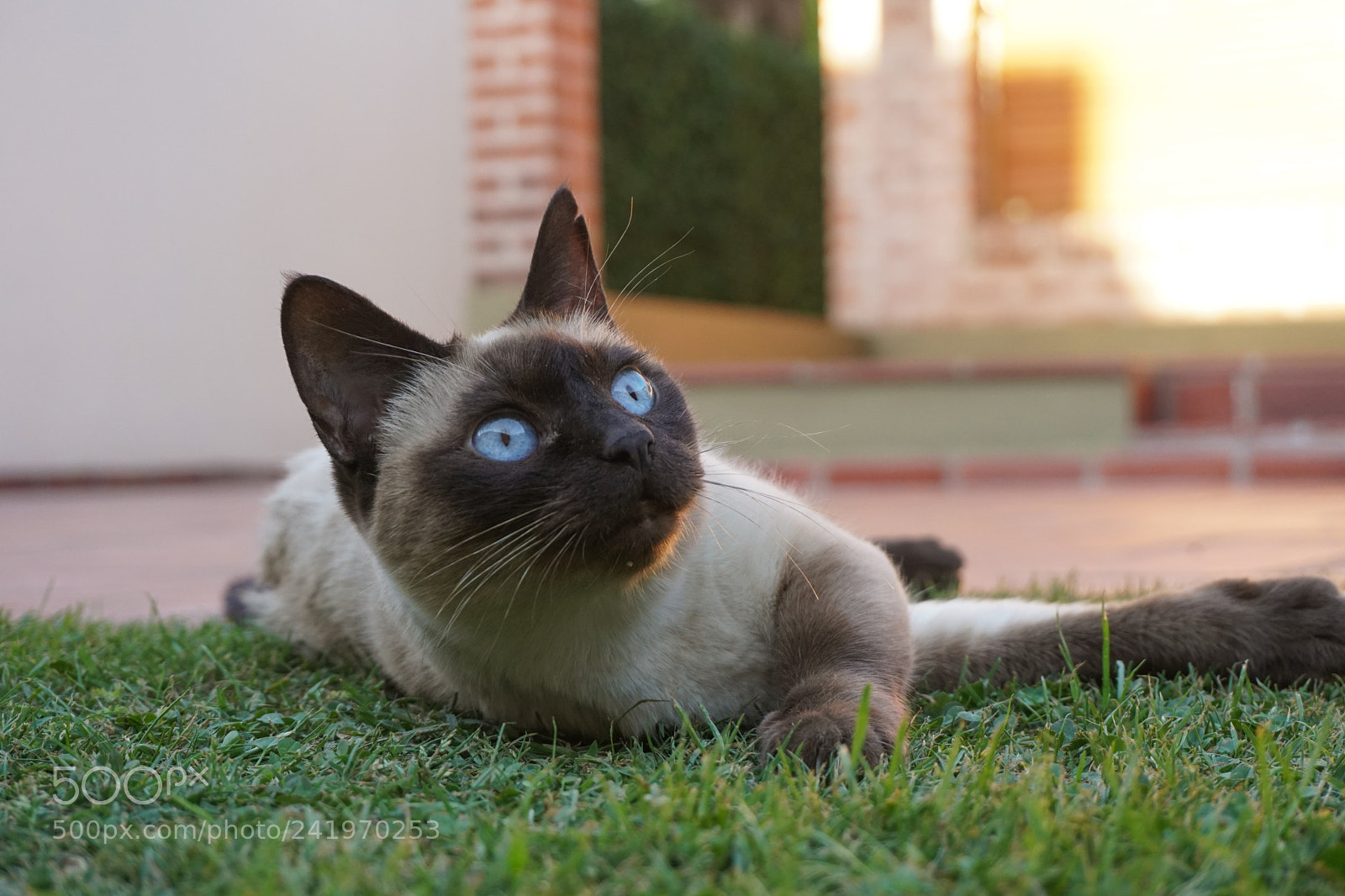 Sony a6300 sample photo. Frida photography