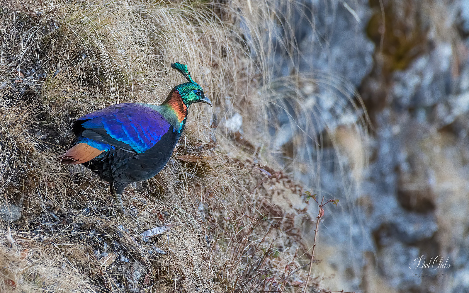 Nikon D500 sample photo. Himalayan monal side profile photography
