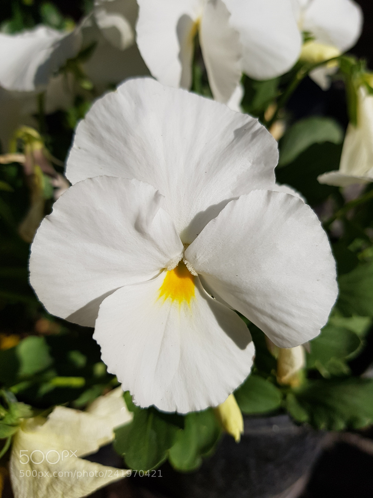 Samsung Galaxy S8+ sample photo. White pansy flower in photography
