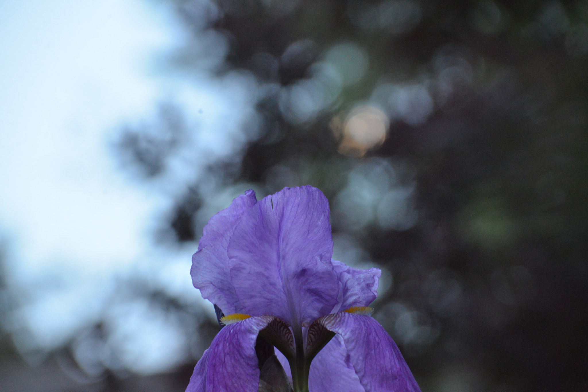 Nikon D600 sample photo. Reaching for the moon photography