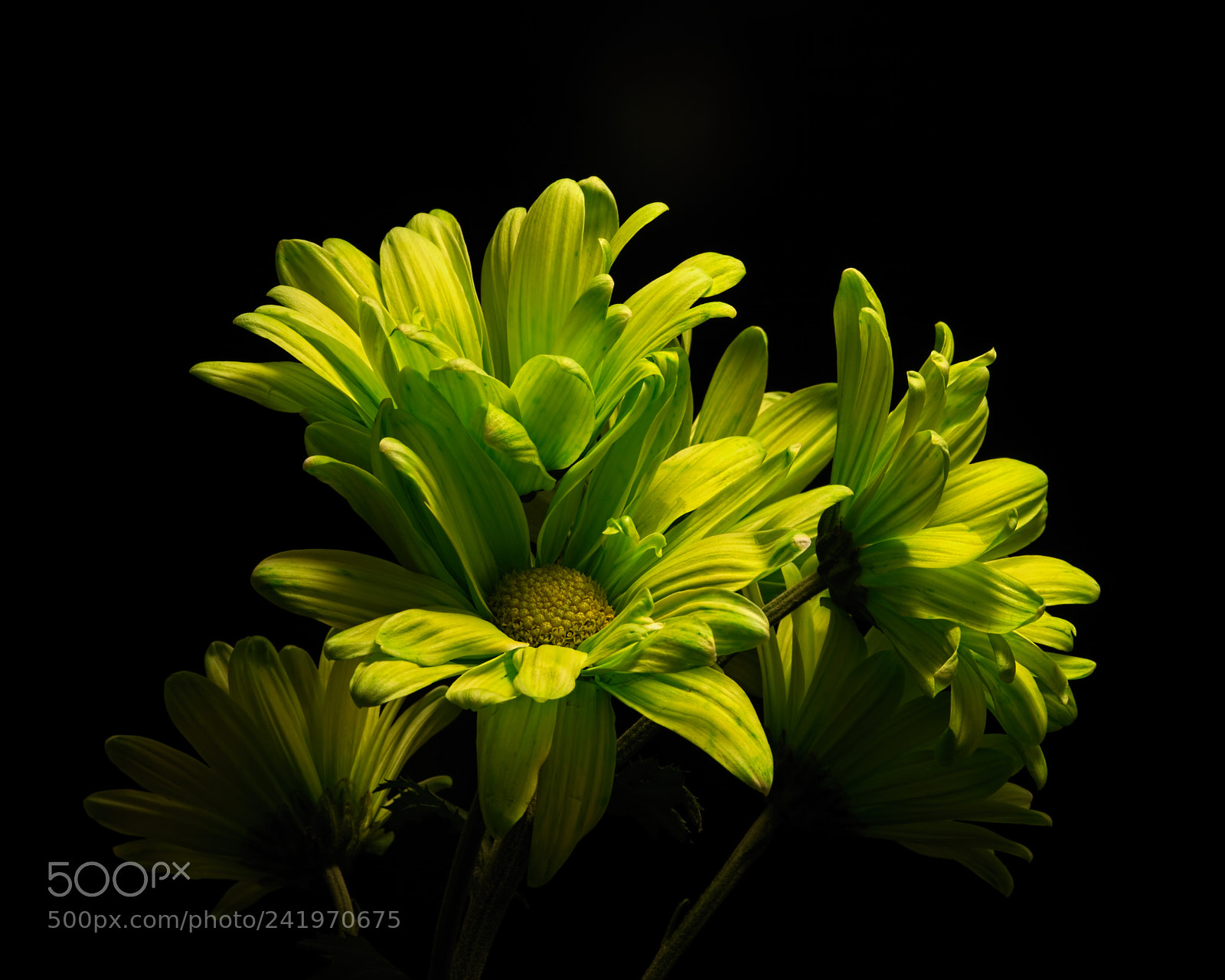 Nikon D810 sample photo. Emergent 1119 photography