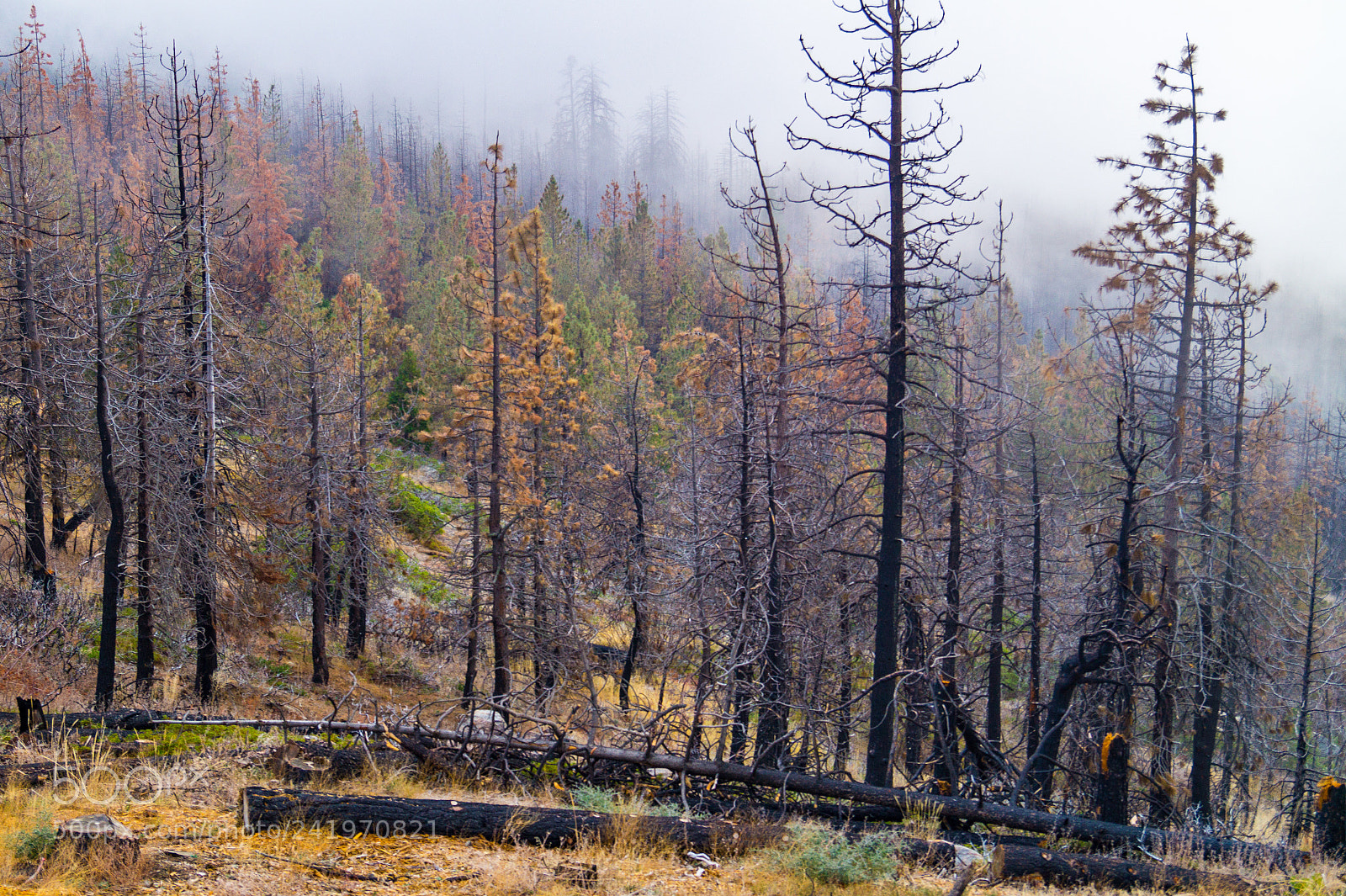 Sony SLT-A58 sample photo. Burnt forest - kings photography