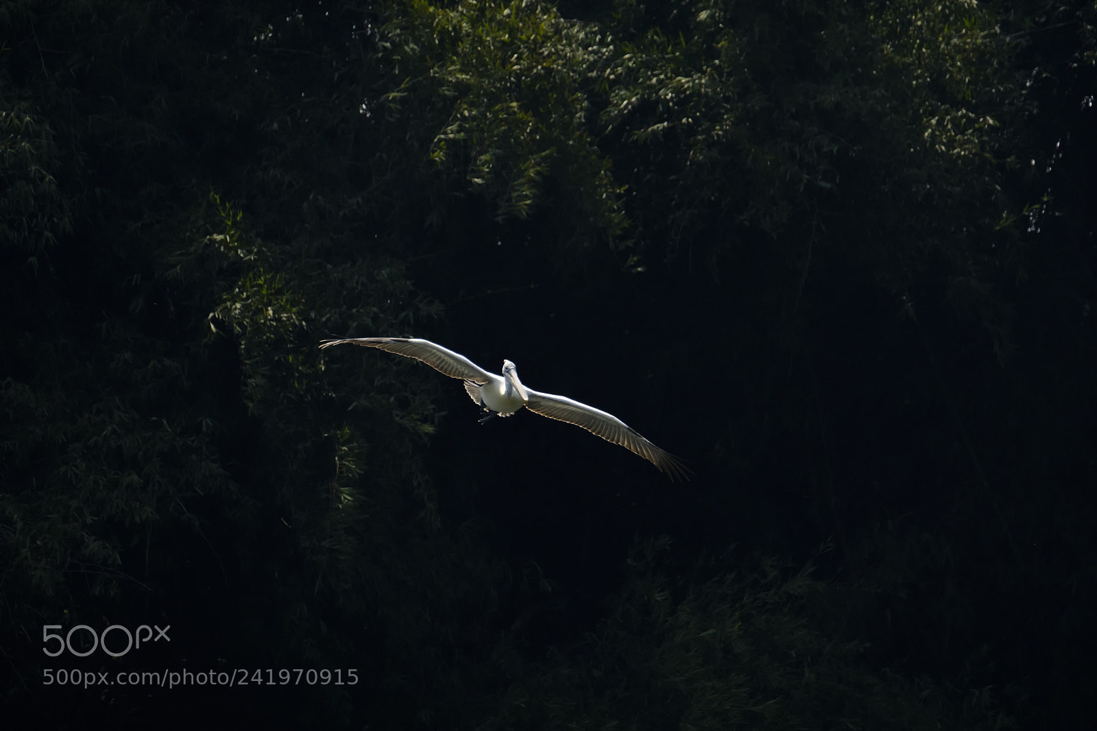 Fujifilm X-T2 sample photo. In the light photography