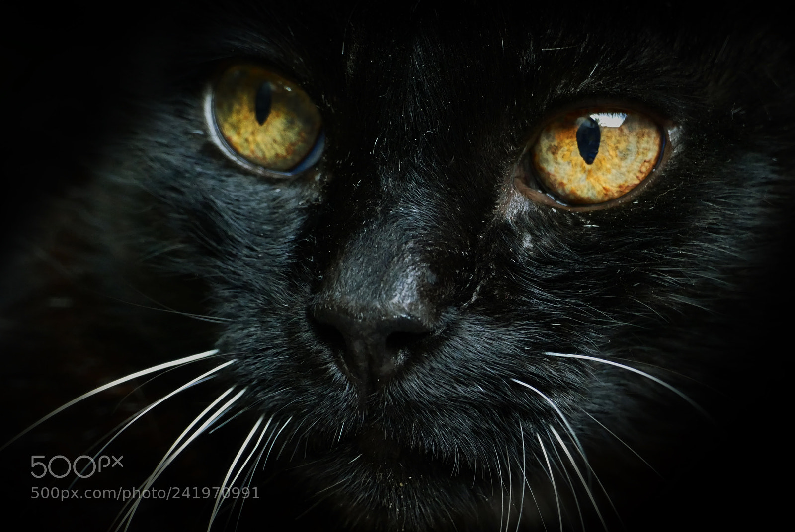 Panasonic Lumix DMC-FZ1000 sample photo. Gato negro photography