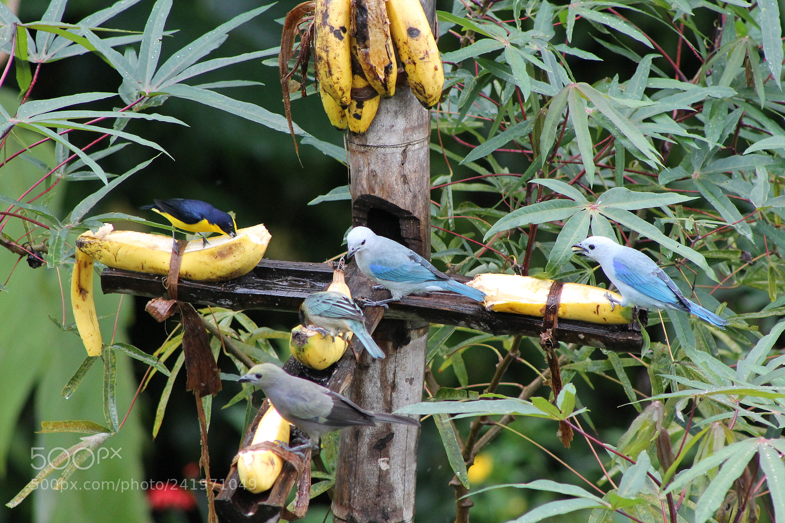 Canon EOS 1100D (EOS Rebel T3 / EOS Kiss X50) sample photo. Aves valle del cauca photography