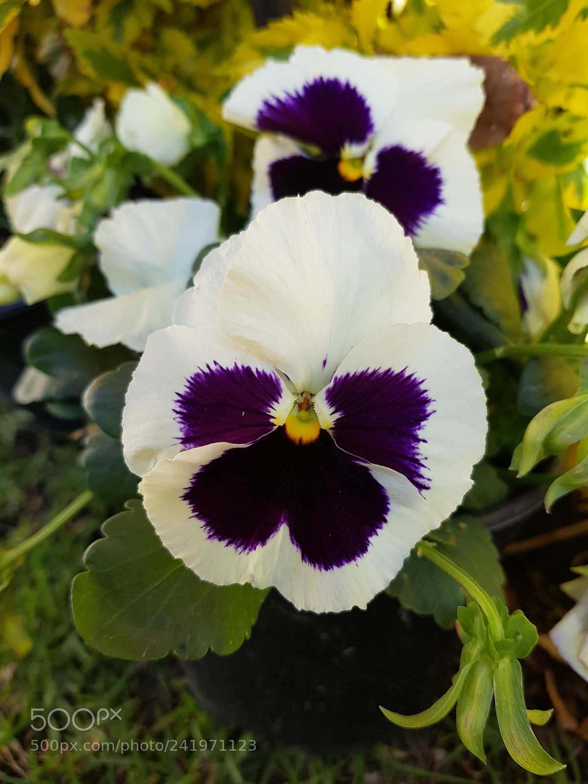 Samsung Galaxy S8+ sample photo. Colors pansy flower in photography