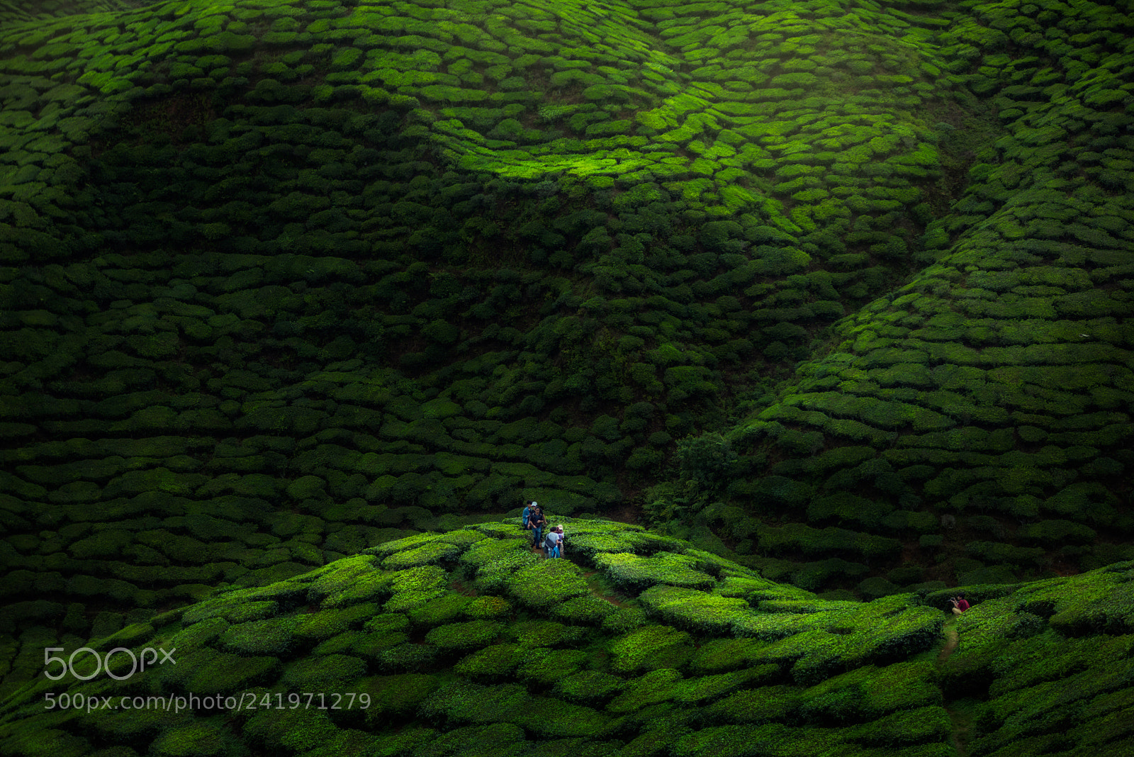 Nikon D810 sample photo. Tea farms photography
