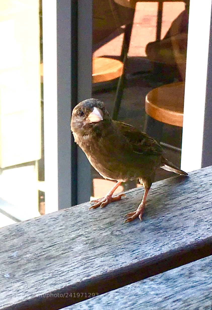 Apple iPhone SE sample photo. Looking at you photography