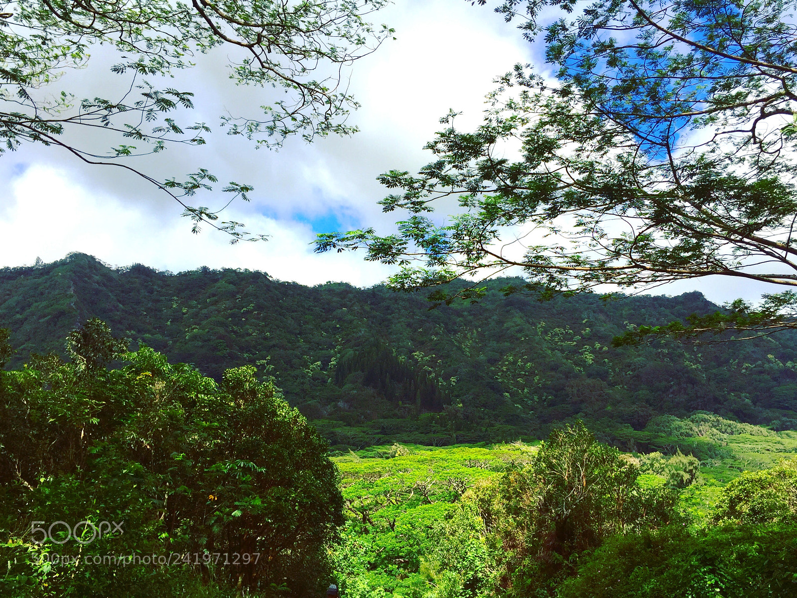 Apple iPhone 6 Plus sample photo. Green expanse photography