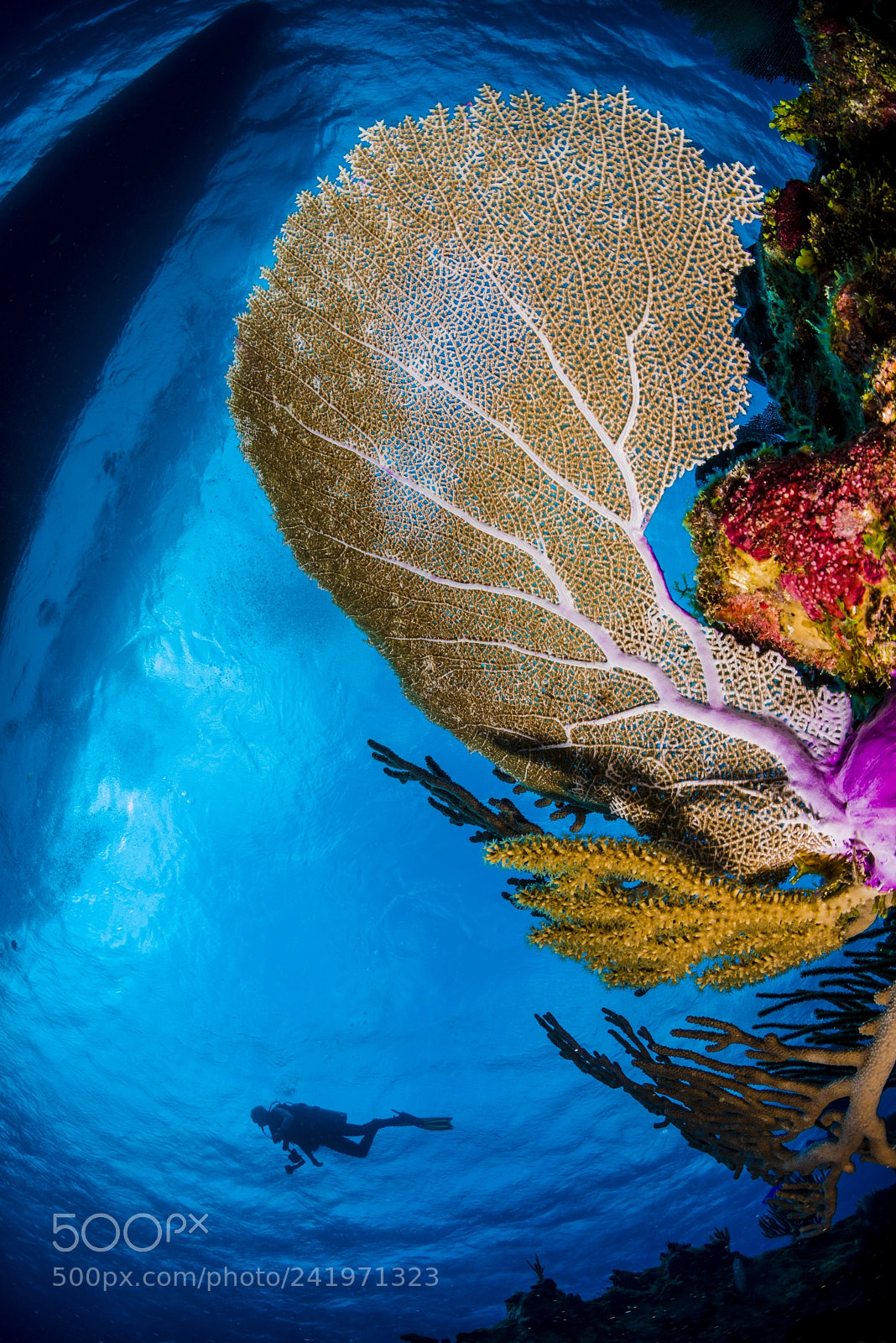 Nikon D800 sample photo. Diver photography