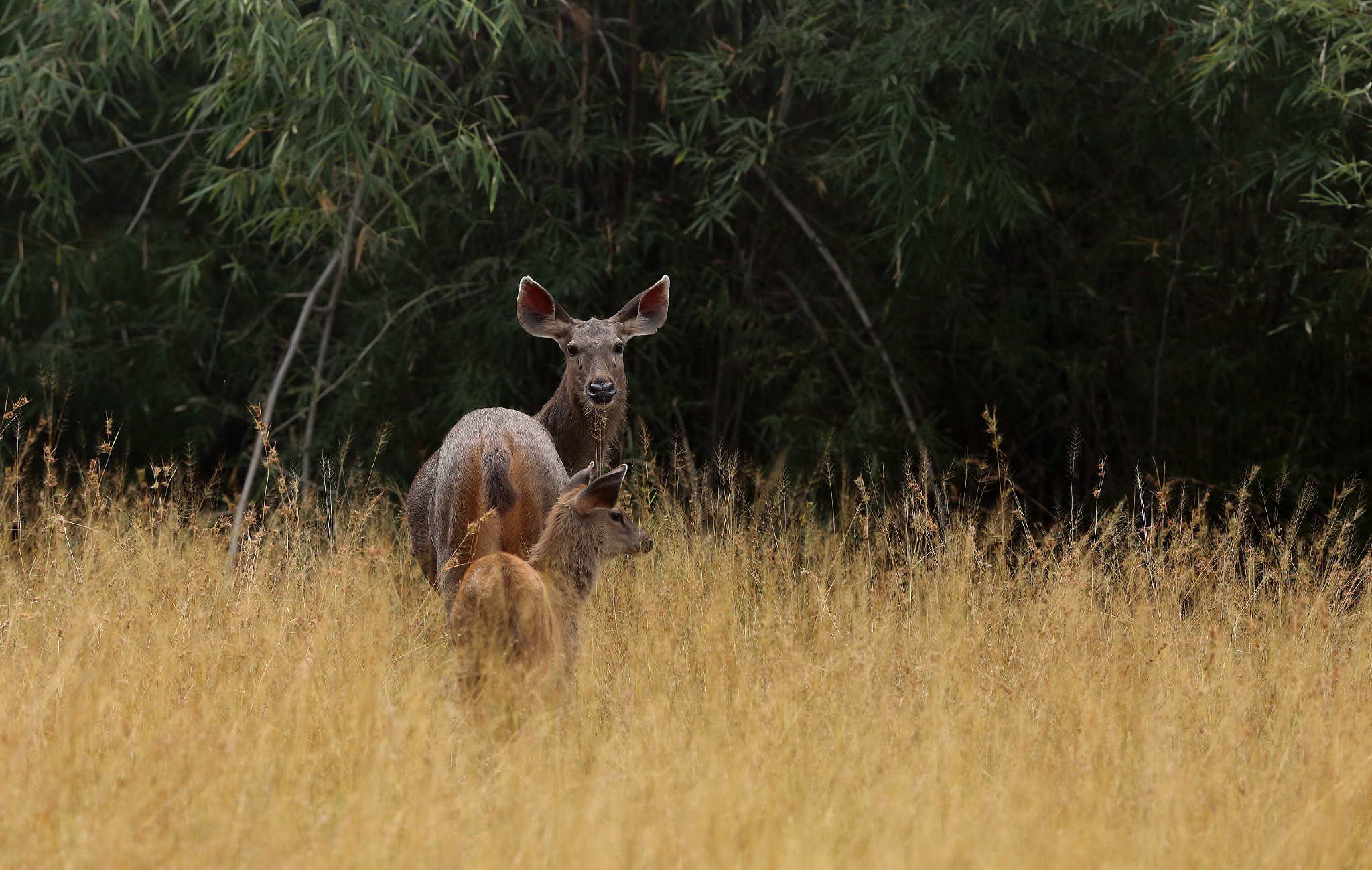 Canon EOS 6D + Canon EF 300mm F2.8L IS II USM sample photo. Img sambhar deer with its fawn photography