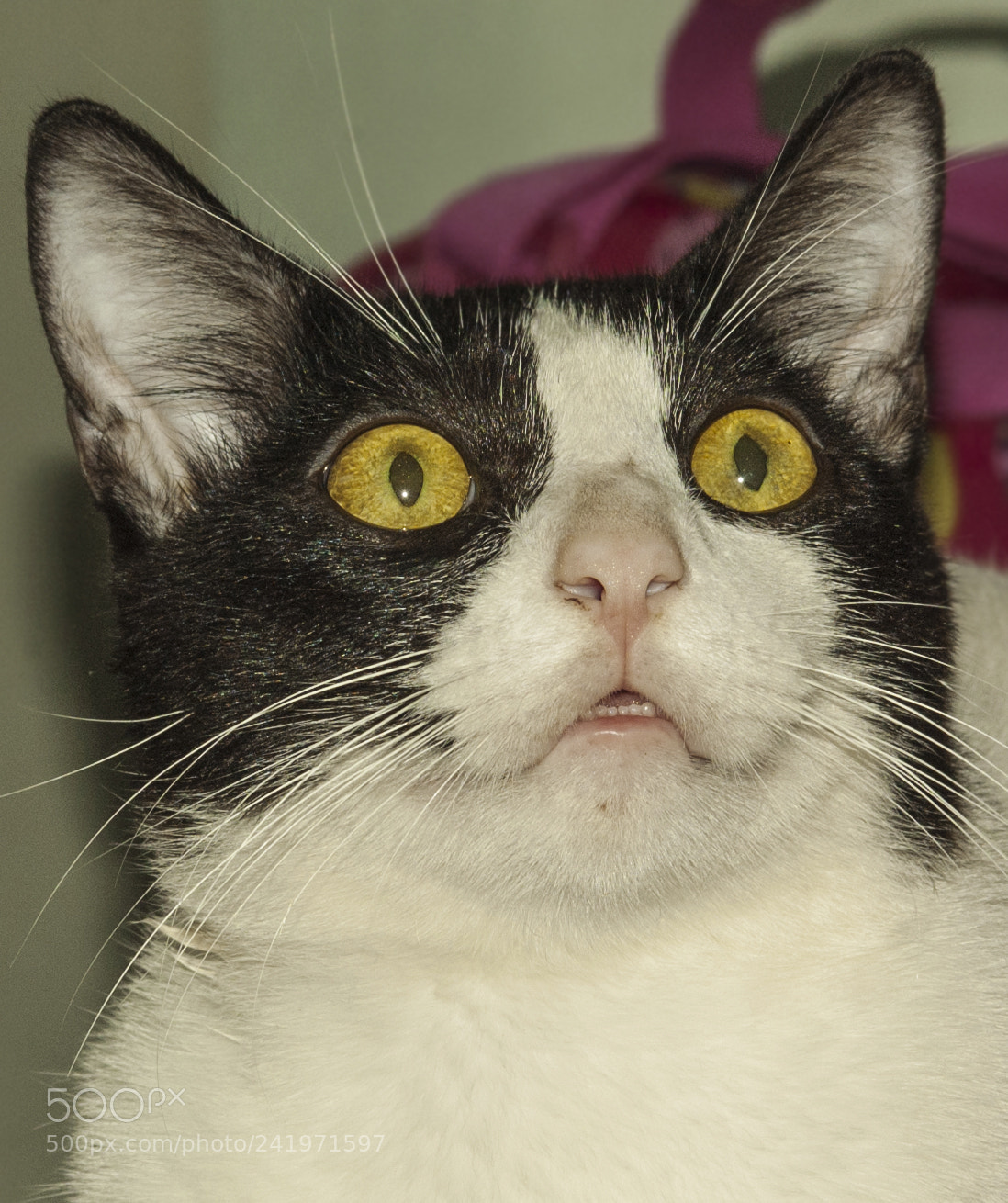 Nikon D70s sample photo. Eeehh photography