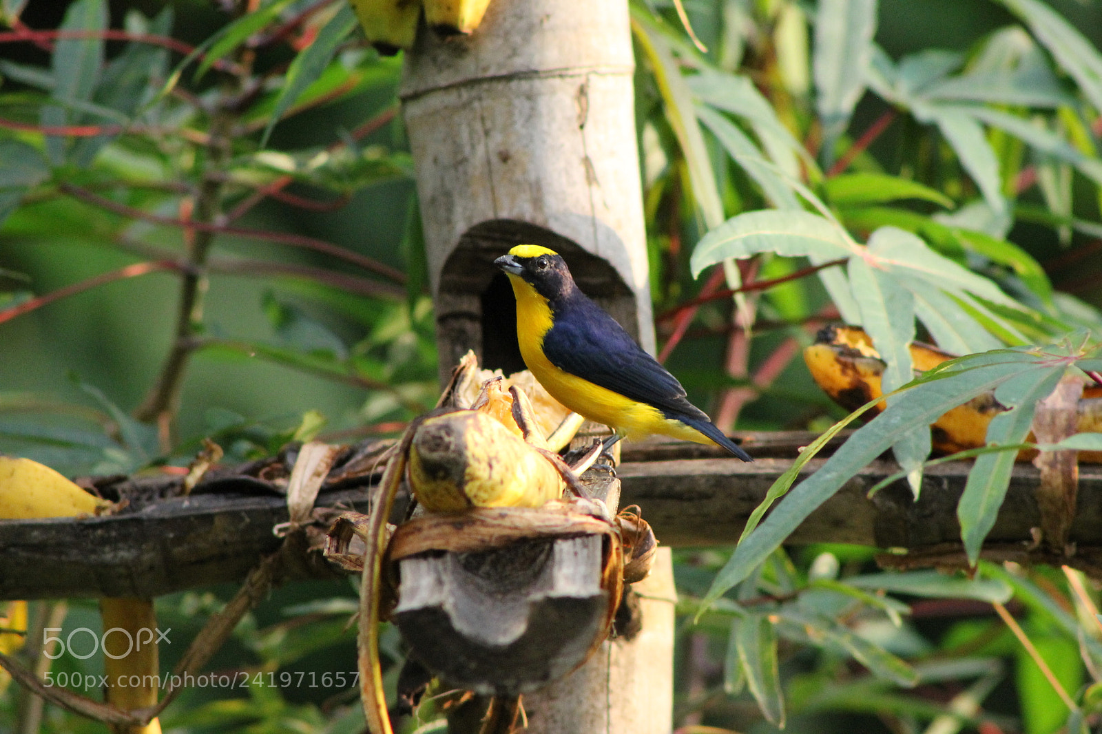 Canon EOS 1100D (EOS Rebel T3 / EOS Kiss X50) + EF75-300mm f/4-5.6 sample photo. Aves photography