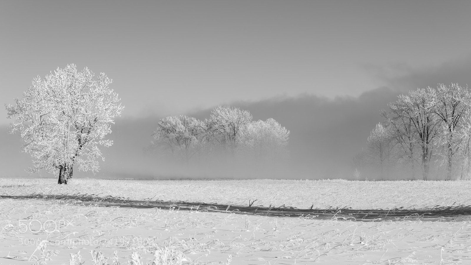 Nikon D810 sample photo. Hidden in the fog photography