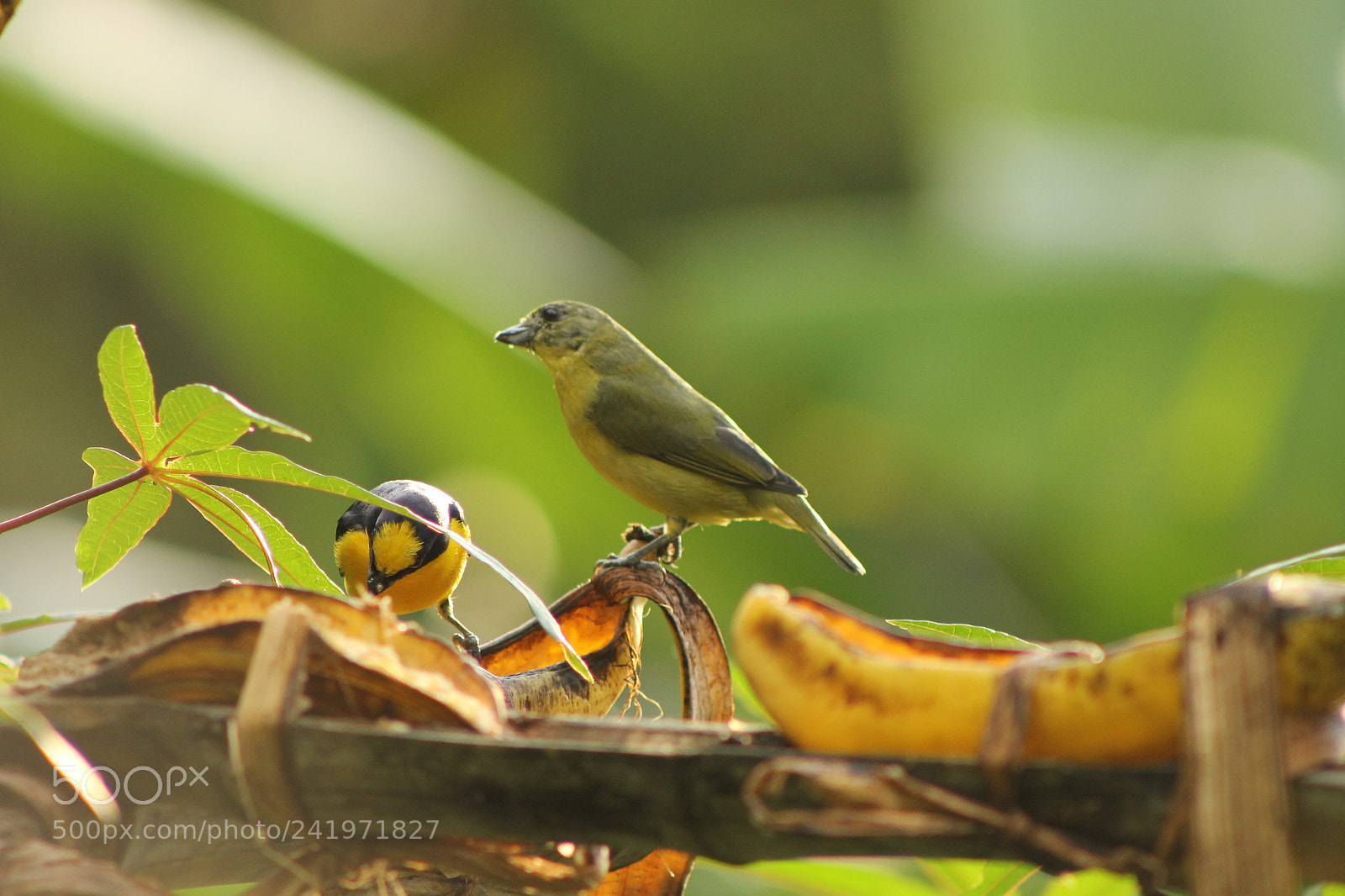 Canon EOS 1100D (EOS Rebel T3 / EOS Kiss X50) + EF75-300mm f/4-5.6 sample photo. Aves photography