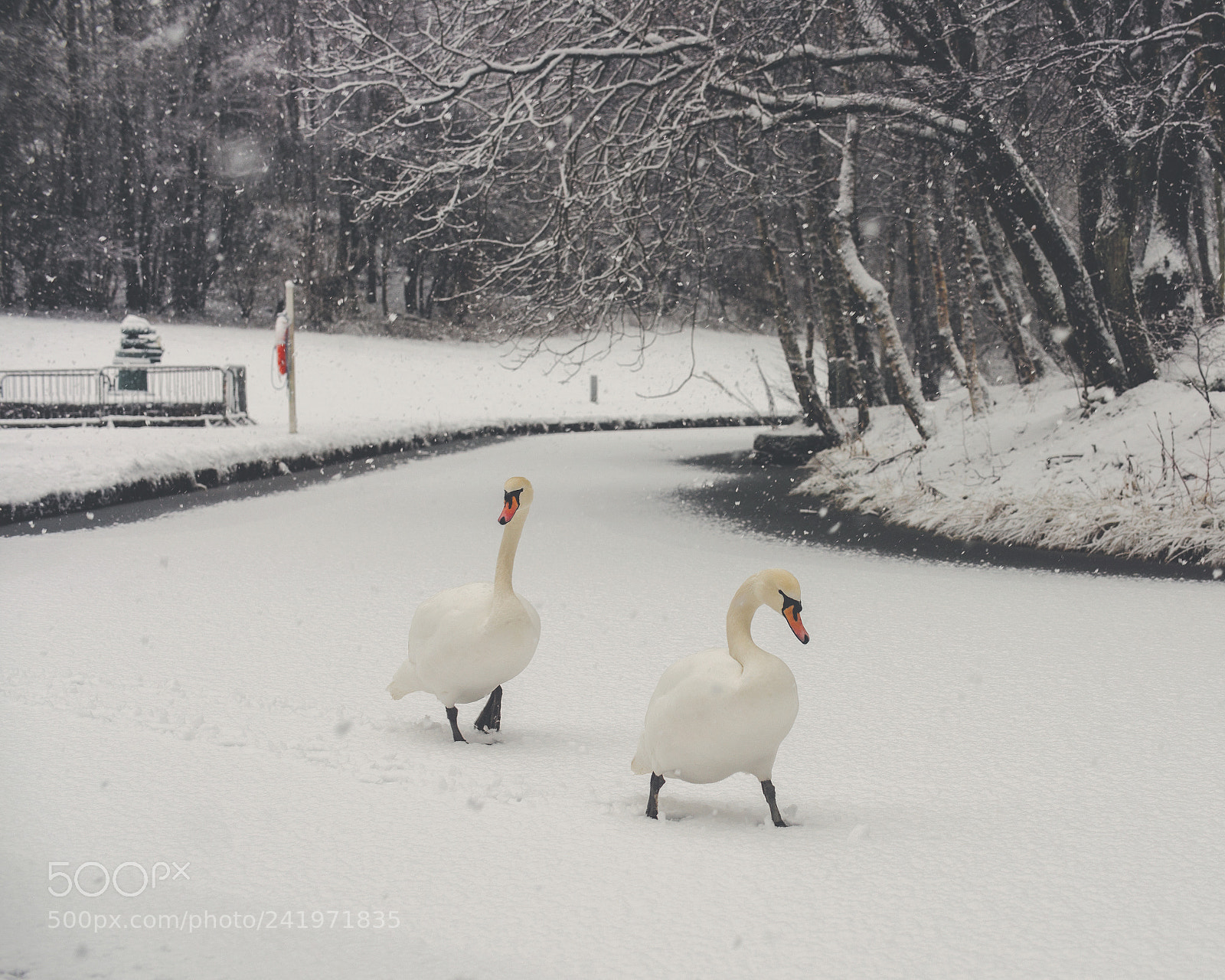 Nikon D800 sample photo. Coatbridge snow photography