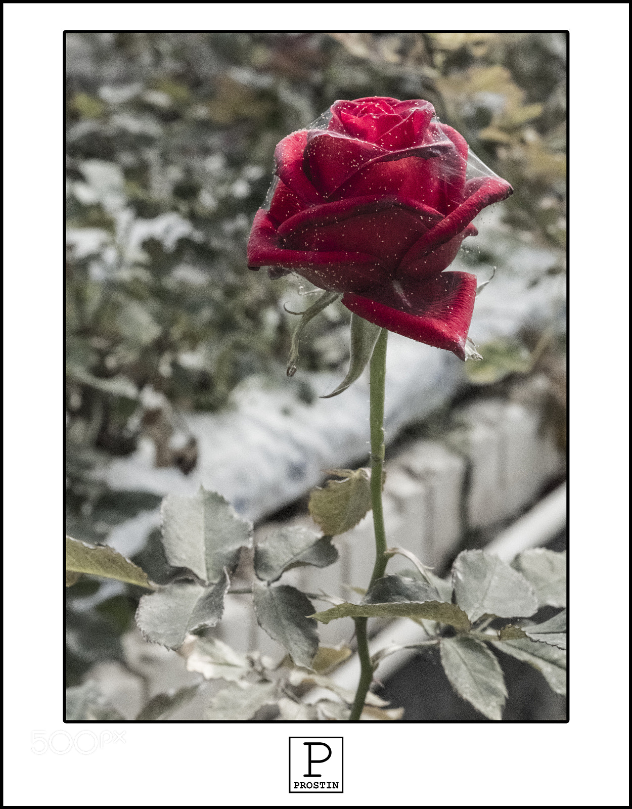 Fujifilm X-T20 sample photo. Rose photography