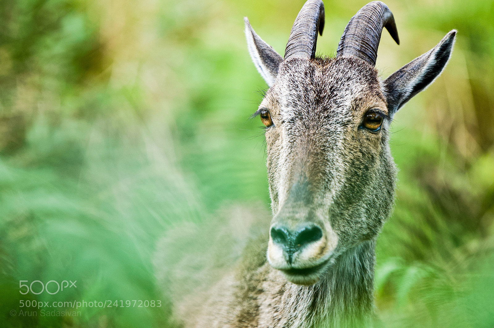 Nikon D90 sample photo. The nilgiri thar photography