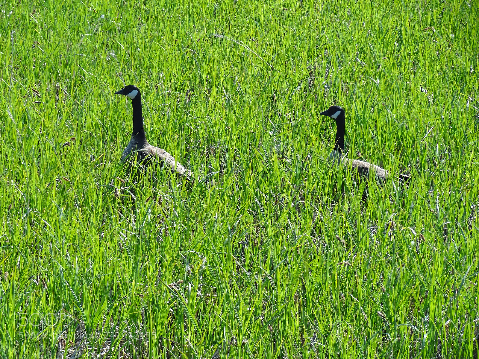 Sony Cyber-shot DSC-HX9V sample photo. Dsc photography