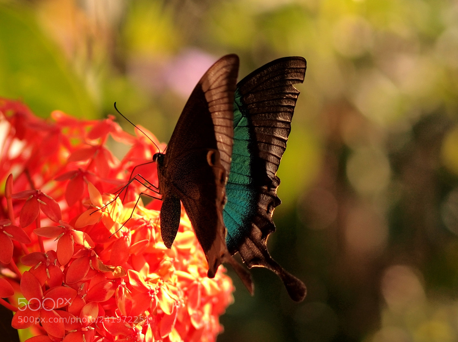 Olympus OM-D E-M5 sample photo. Bit revealing photography