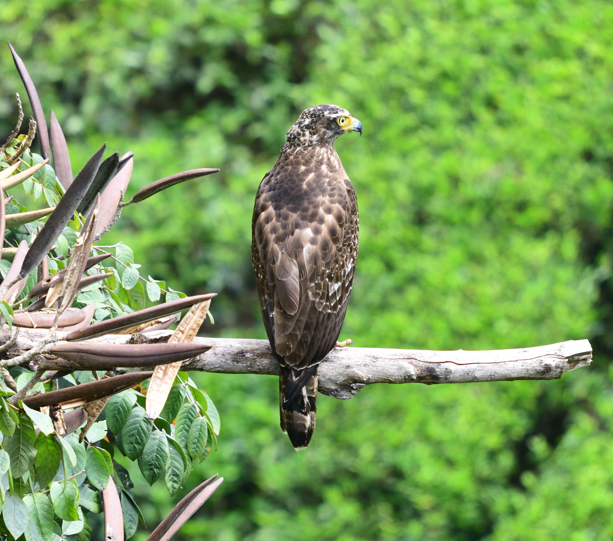 Nikon D500 + Sigma APO Tele Macro 400mm F5.6 sample photo. When agression has another name and its eagle photography