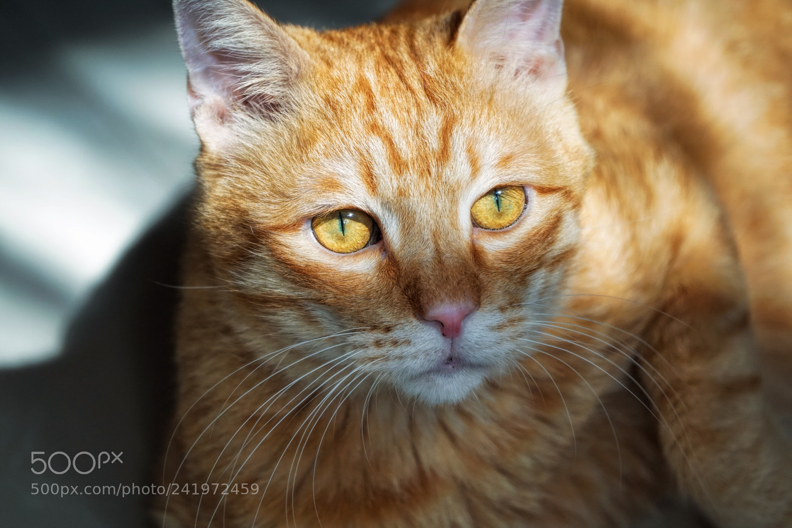 Sony a6300 sample photo. Ginger cat photography
