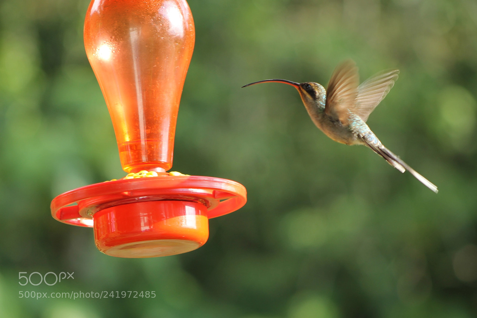 Canon EOS 1100D (EOS Rebel T3 / EOS Kiss X50) + EF75-300mm f/4-5.6 sample photo. Colibri photography