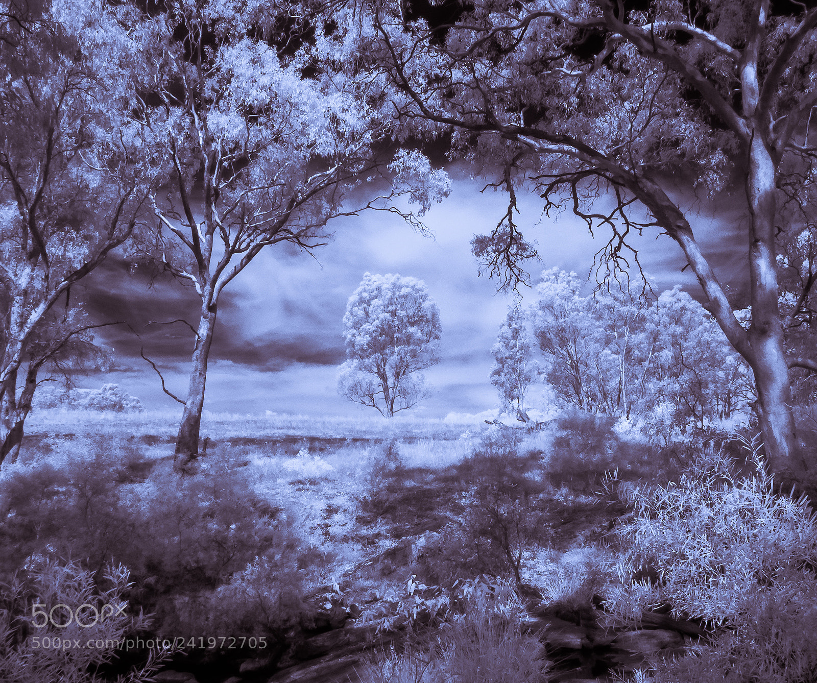 Panasonic Lumix DMC-LX7 sample photo. Bush ir photography