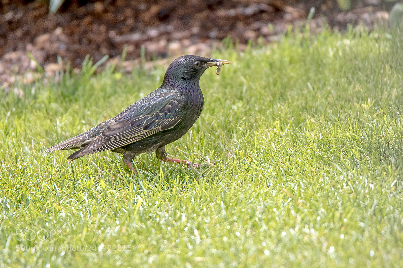 Canon EOS 7D Mark II sample photo. Starling photography