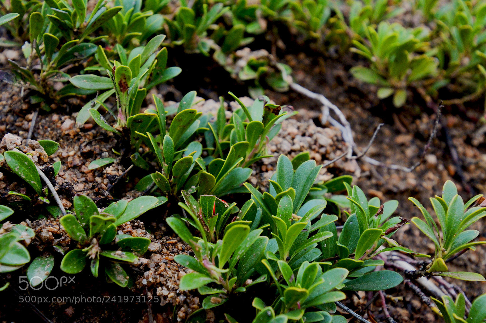 Nikon D7100 sample photo. Fauna photography