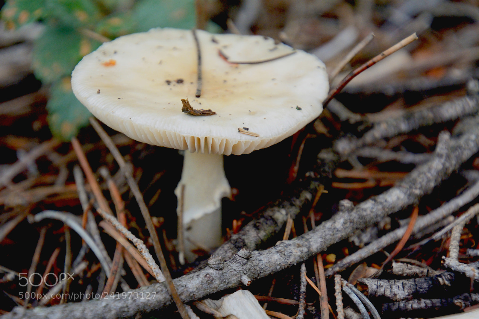 Nikon D7100 sample photo. Mushy photography