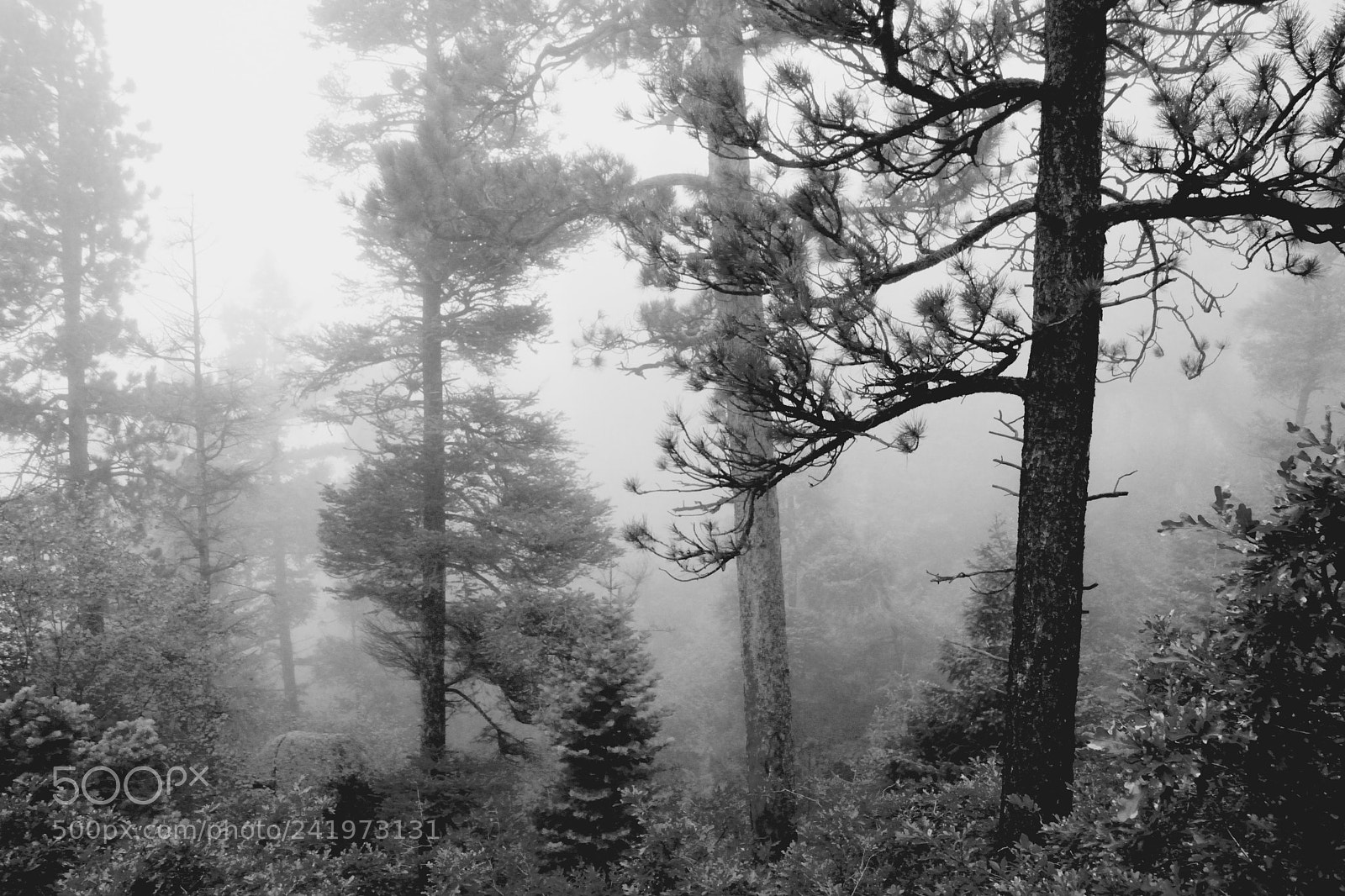 Nikon D7100 sample photo. Woods photography