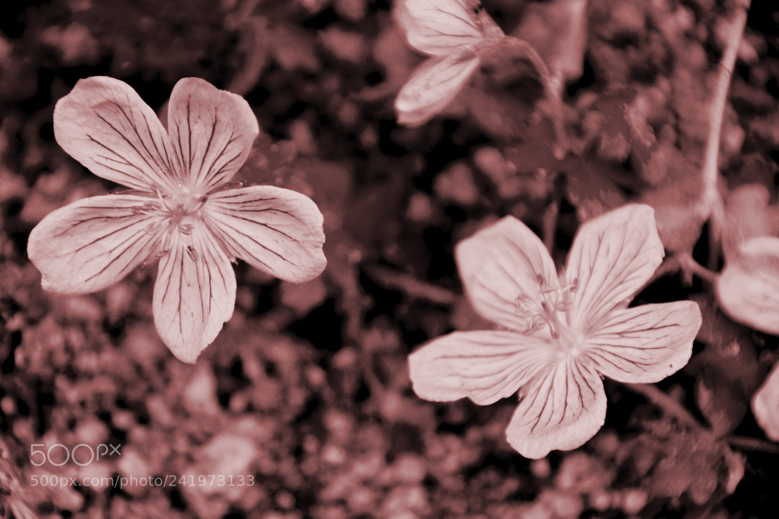 Nikon D7100 sample photo. Filltah photography