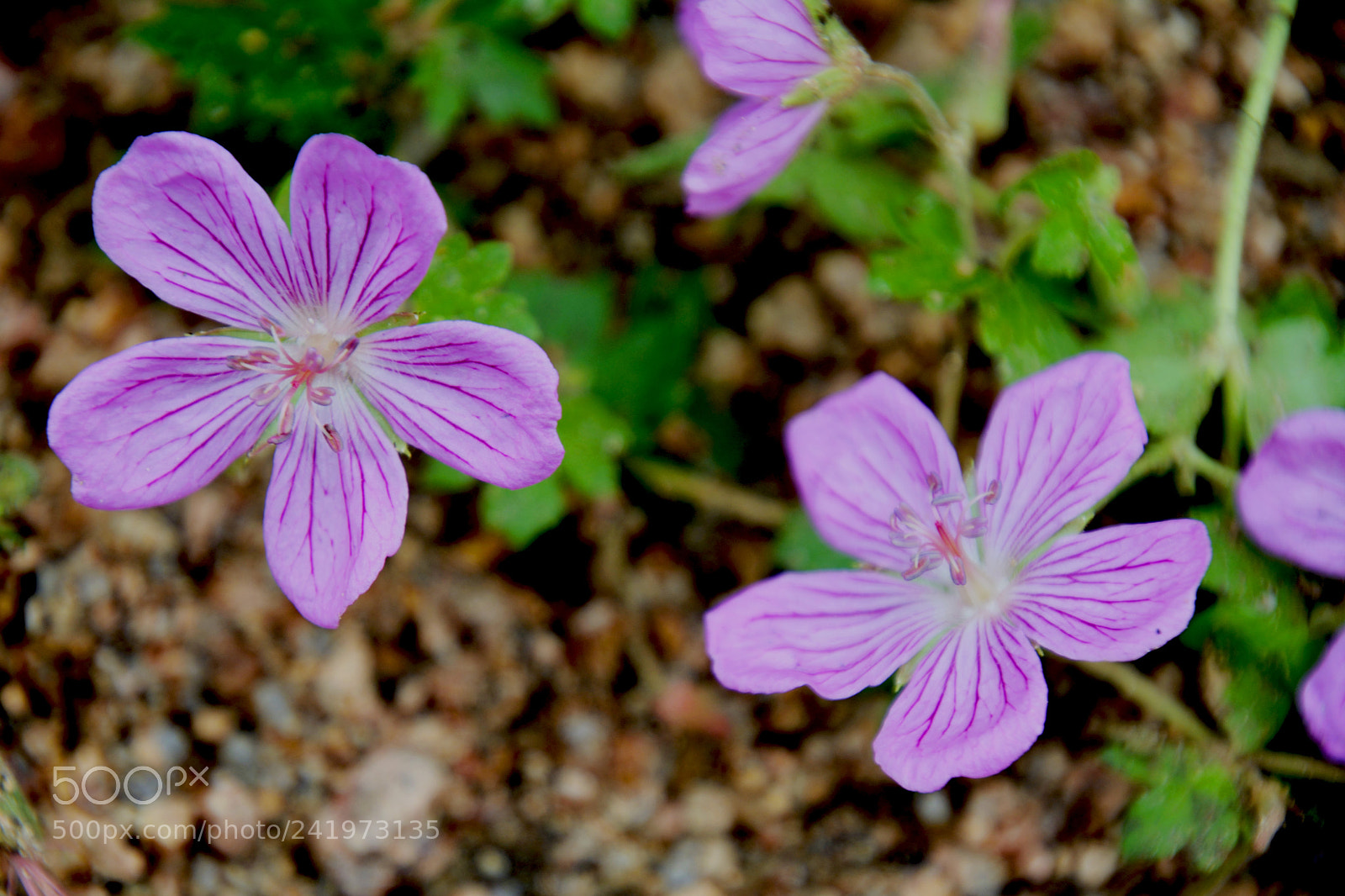 Nikon D7100 sample photo. Nofiltah photography