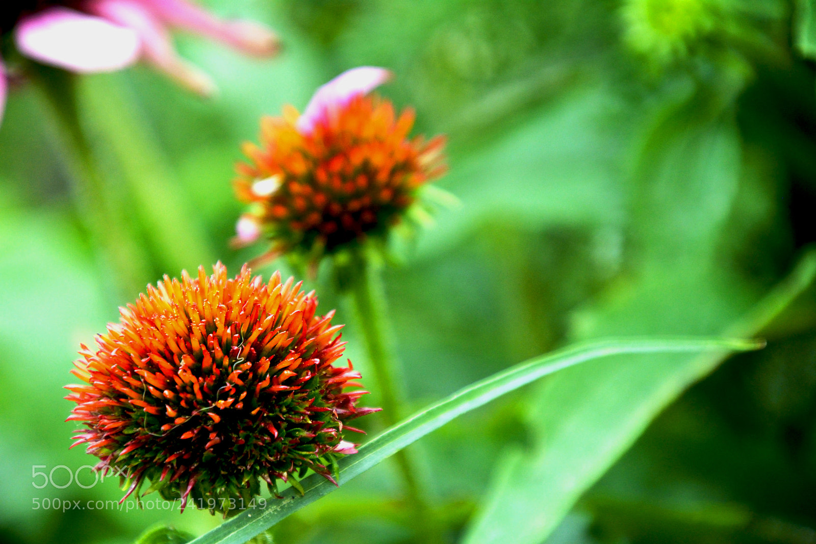 Nikon D7100 sample photo. Plant photography