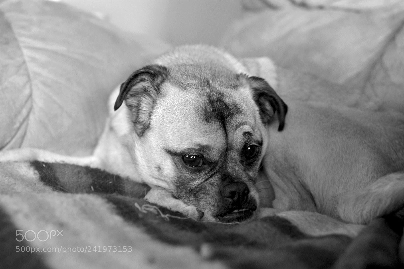 Nikon D7100 sample photo. Dog photography