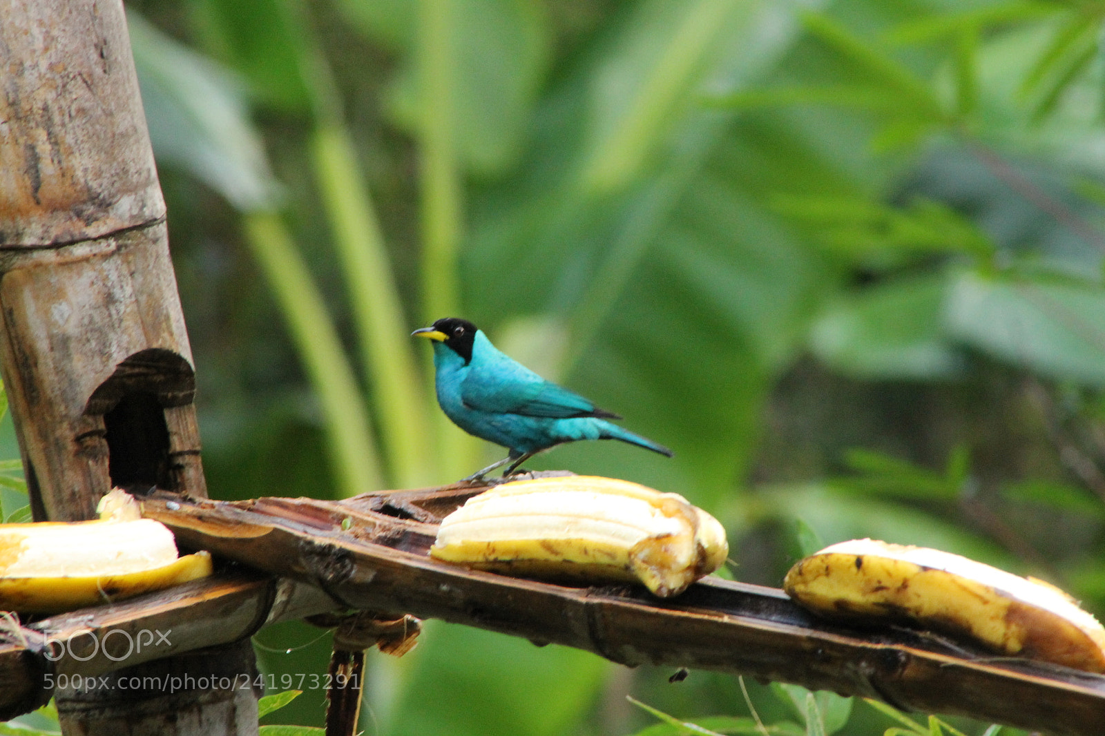 Canon EOS 1100D (EOS Rebel T3 / EOS Kiss X50) + EF75-300mm f/4-5.6 sample photo. Aves photography
