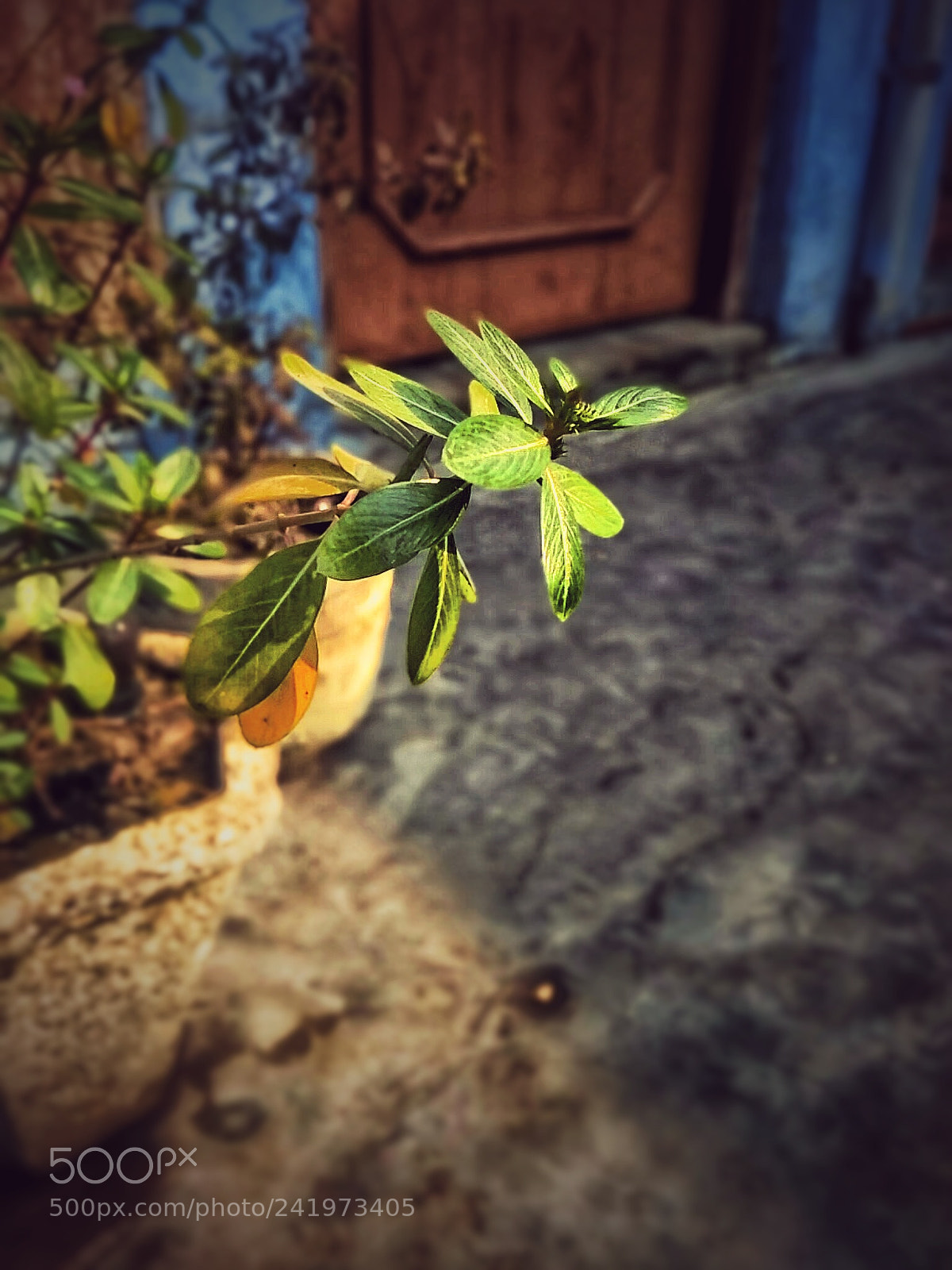 Xiaomi Redmi 3S sample photo. Img_20180109_114501-01.jpeg photography