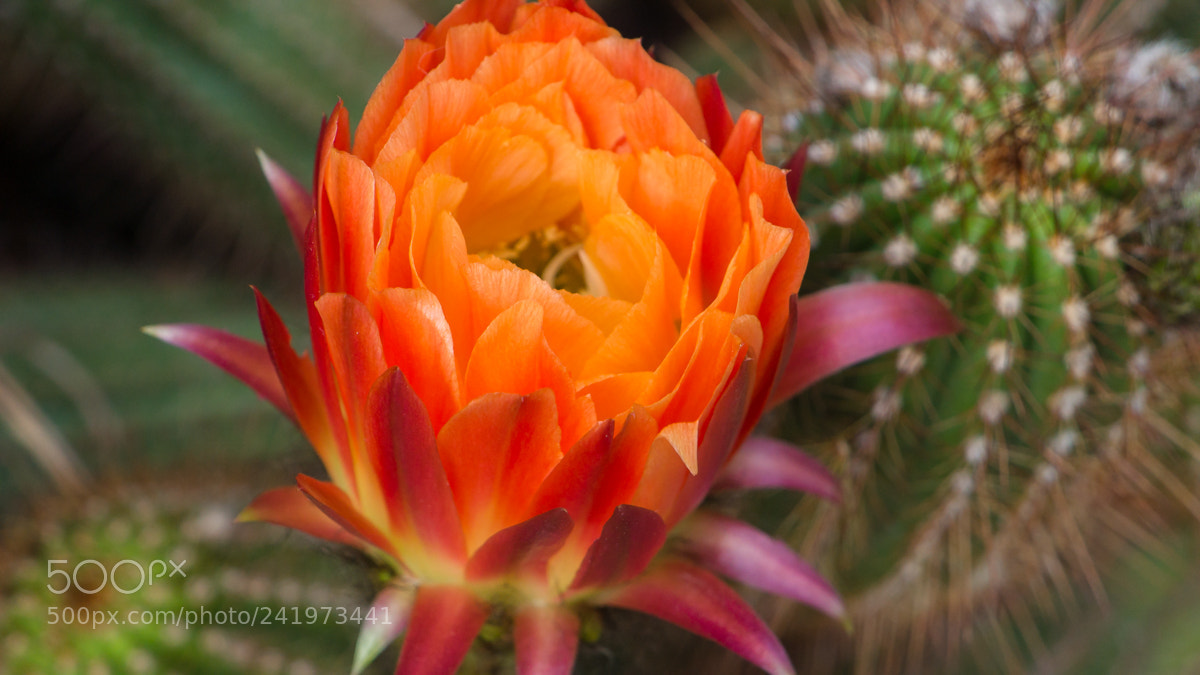 Sony Alpha NEX-7 sample photo. Untitled photography
