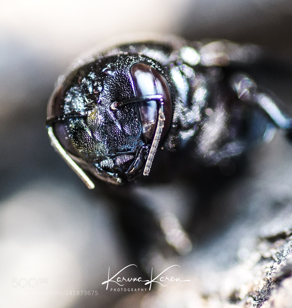 Sony a99 II sample photo. Monster bee !!! photography