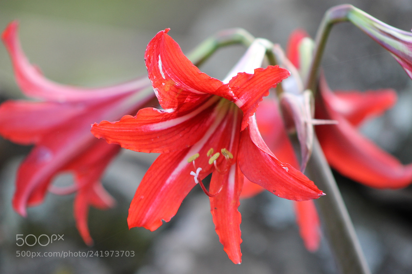 Canon EOS 1100D (EOS Rebel T3 / EOS Kiss X50) + EF75-300mm f/4-5.6 sample photo. Flores photography
