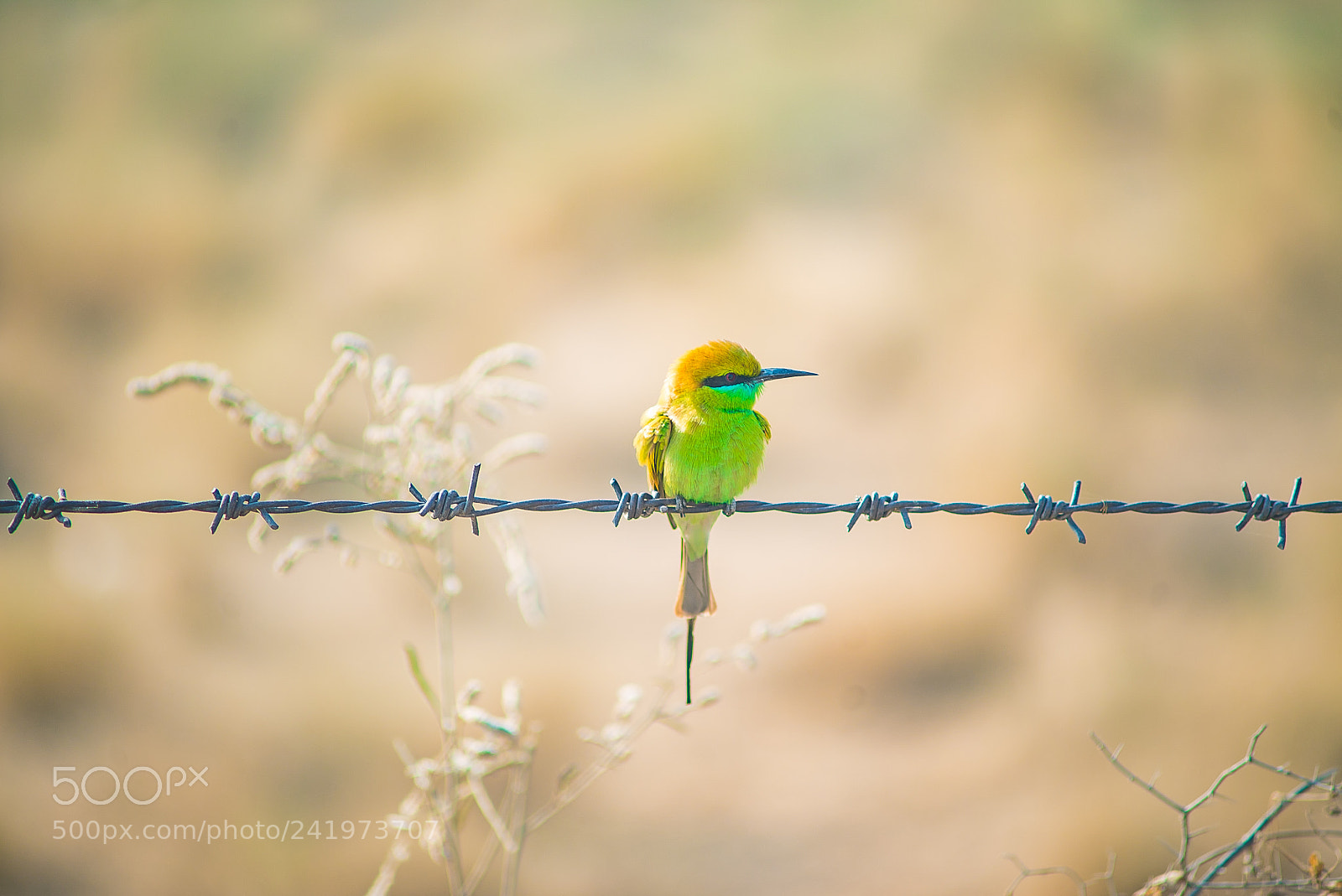 Sony a7S sample photo. Indian bee eater photography