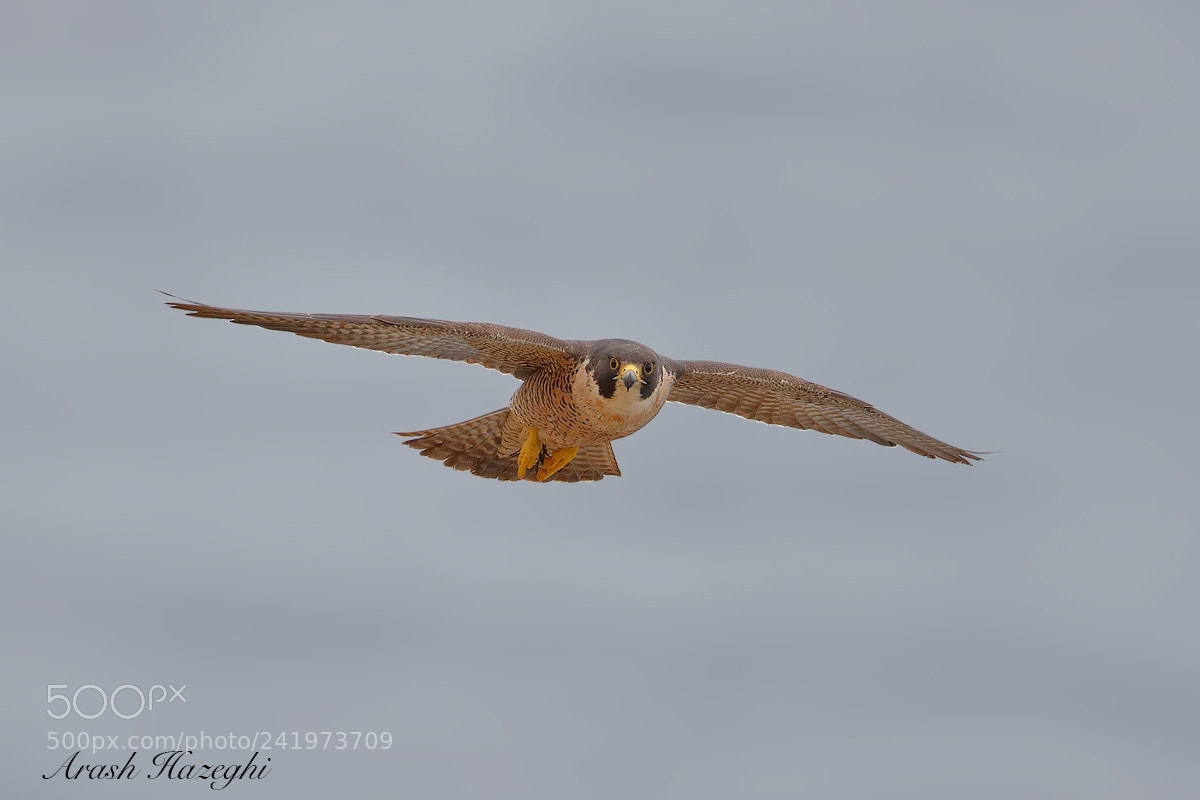 Canon EOS-1D X Mark II sample photo. Juvenile falcon photography