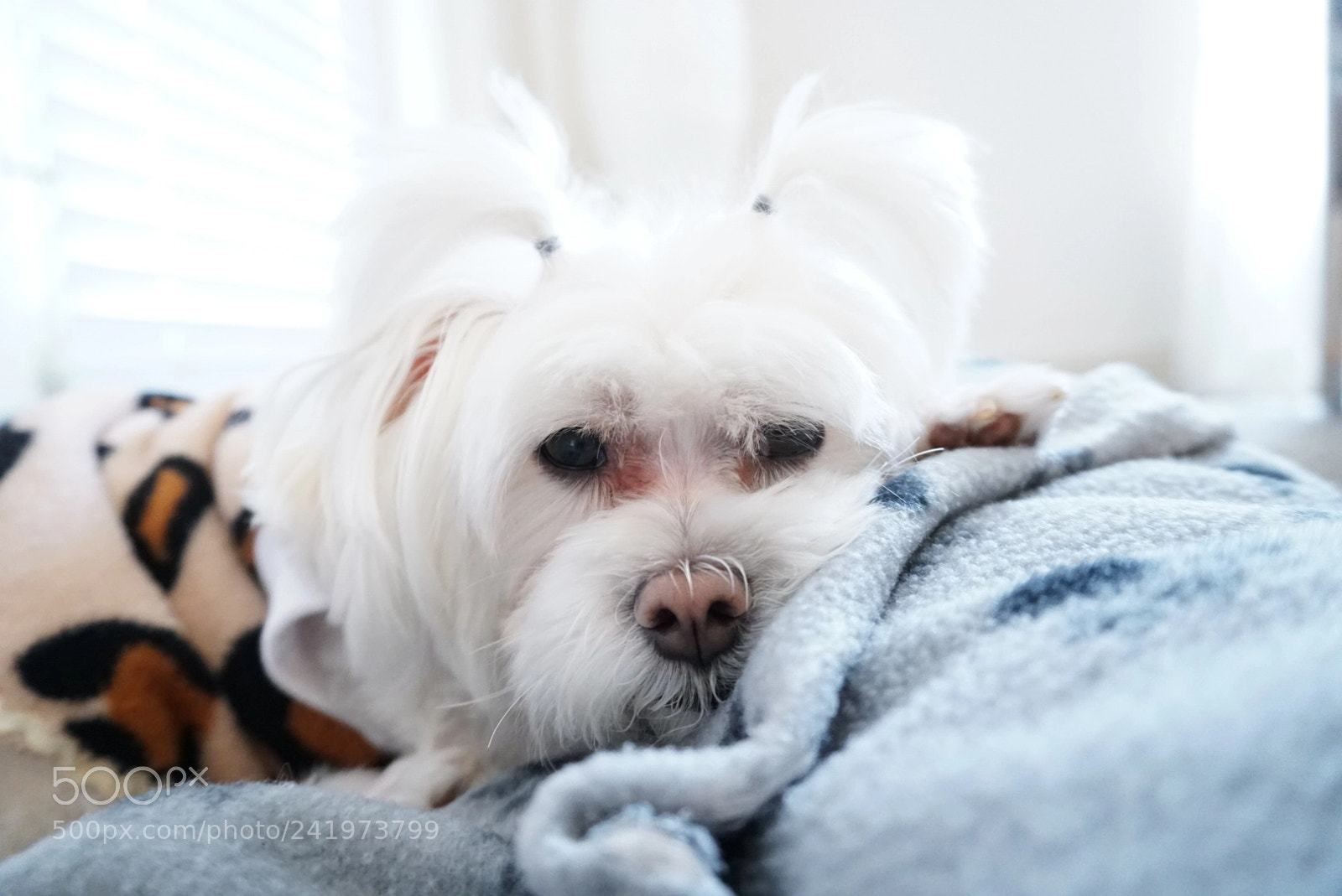 Sony a6300 sample photo. Sweet morning photography